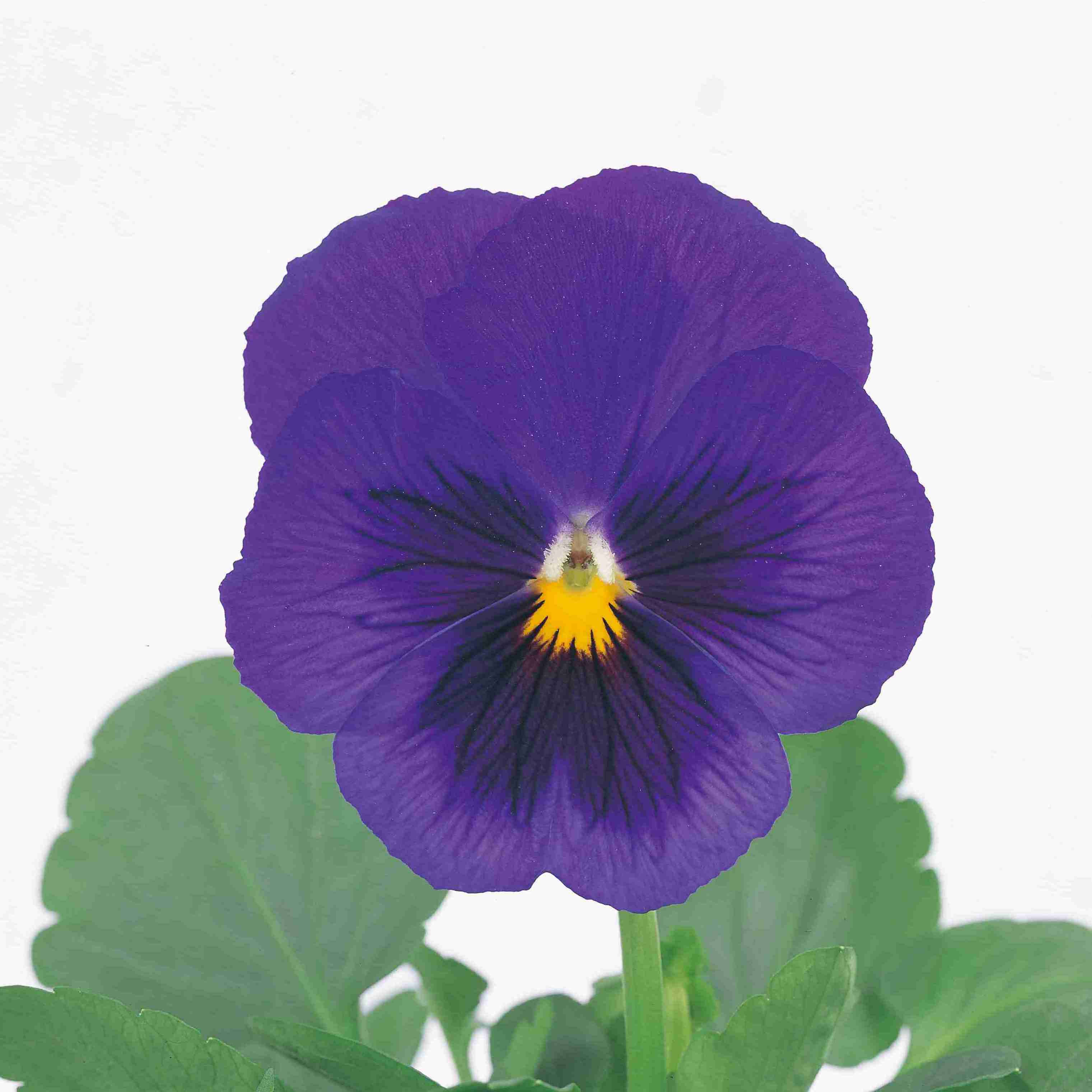 真藍(lán)色帶斑