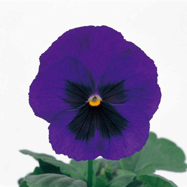 深藍色帶斑改良